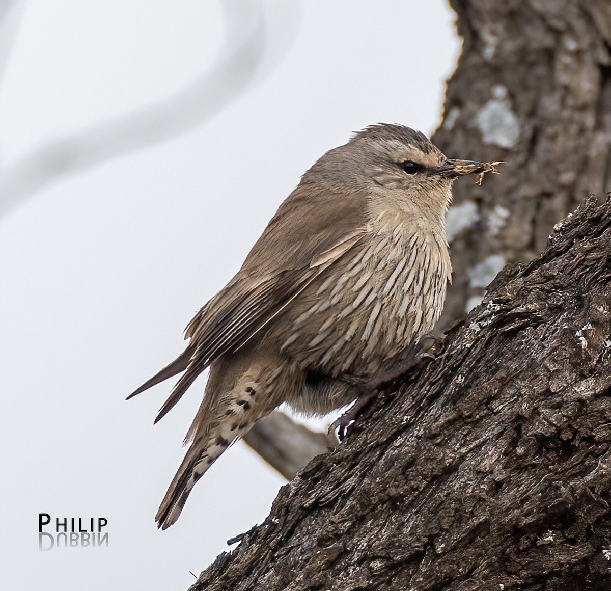 Brown Treecreeper - ML645377845
