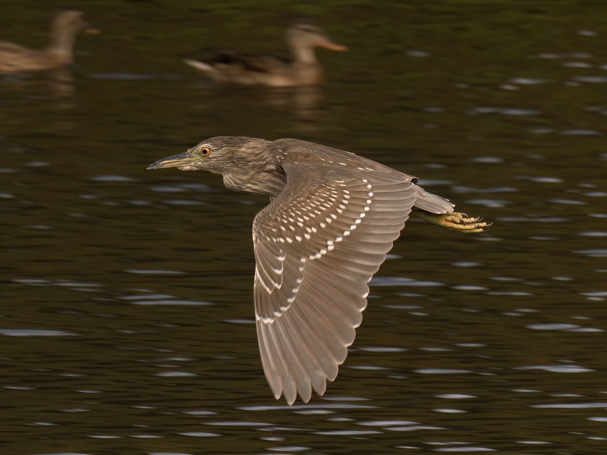 Black-crowned Night Heron - ML645377848