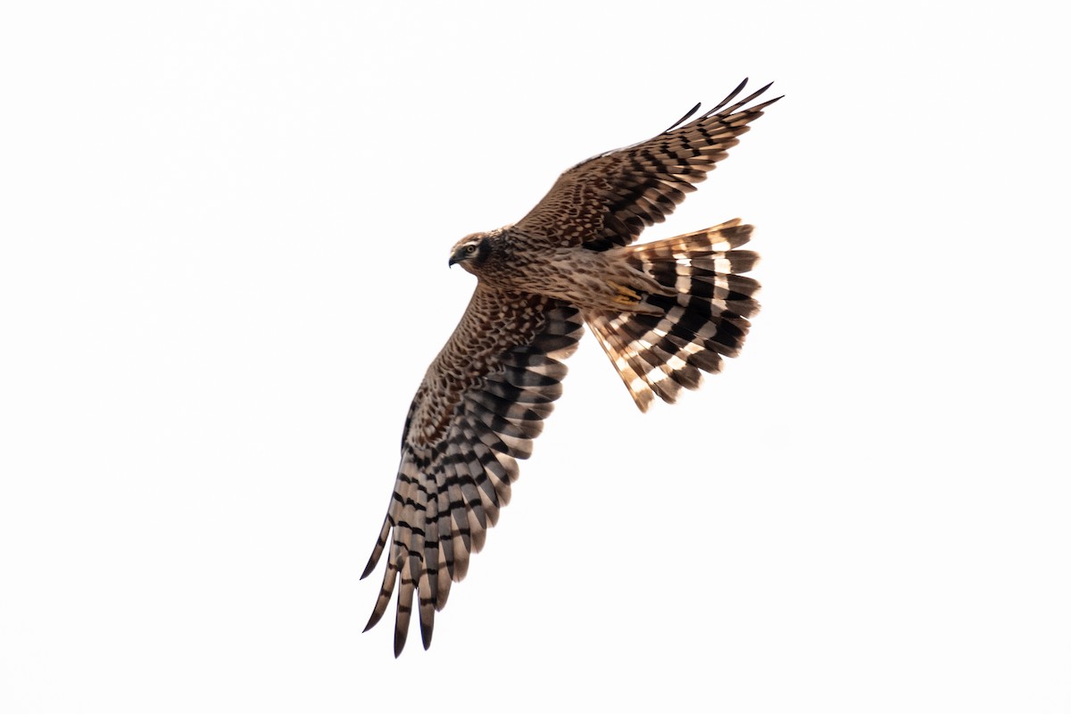 Montagu's Harrier - ML645377852