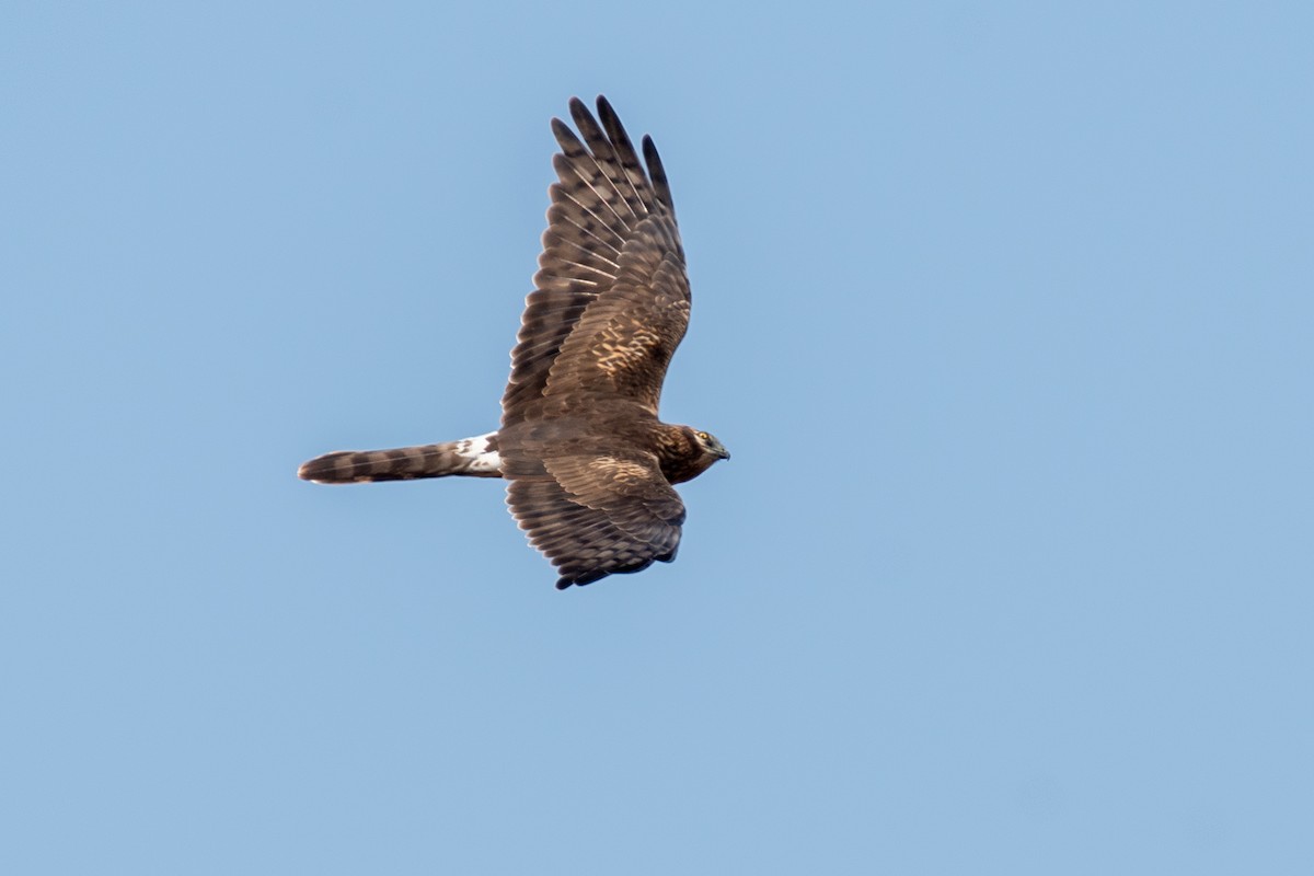 Montagu's Harrier - ML645377853