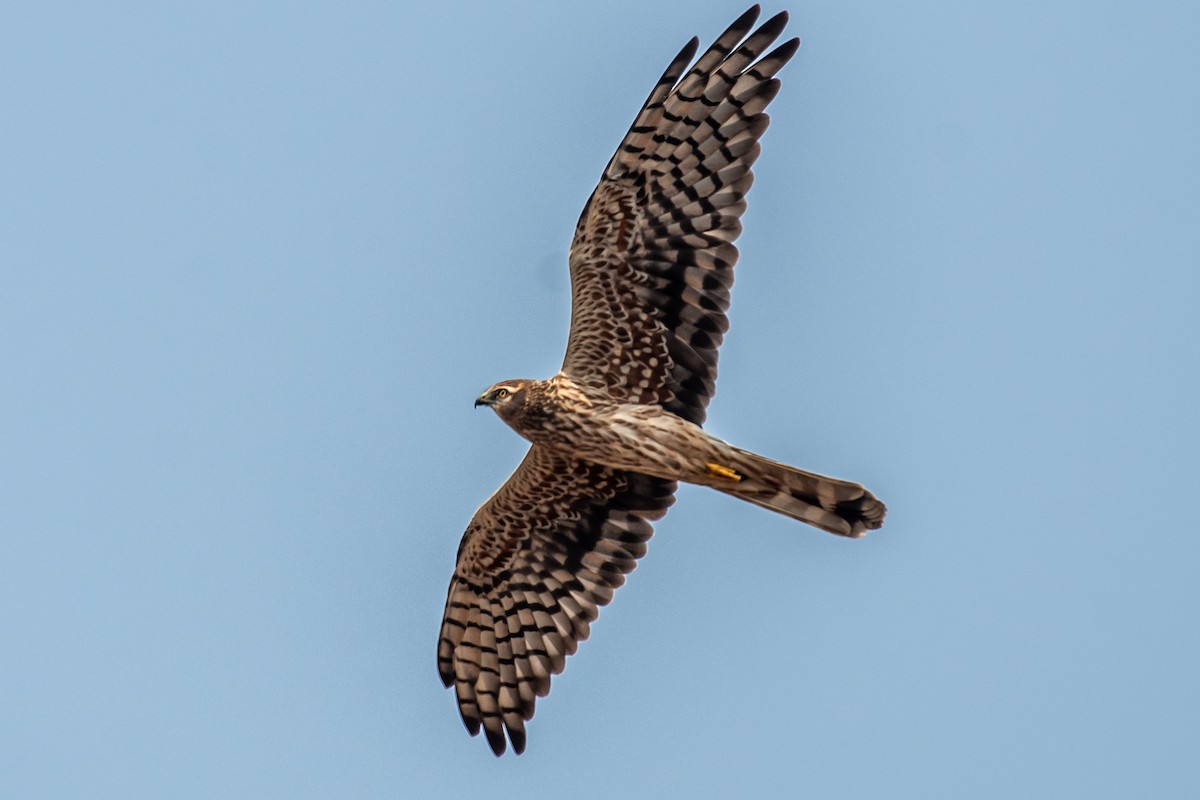 Montagu's Harrier - ML645377854