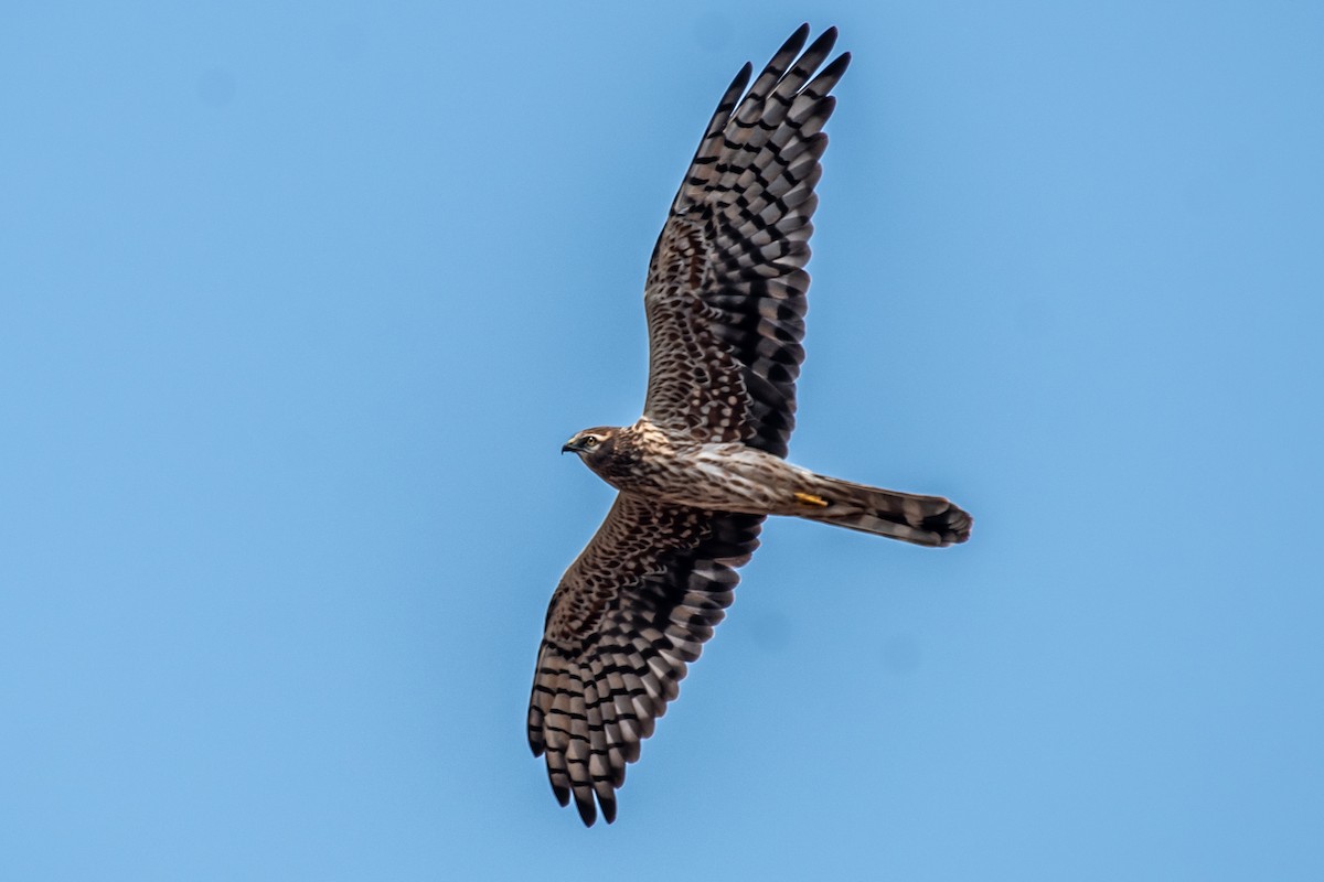 Montagu's Harrier - ML645377855