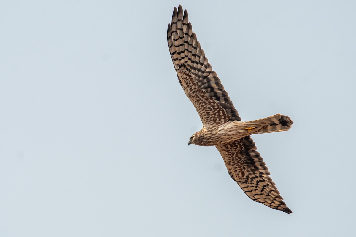 Montagu's Harrier - ML645377856