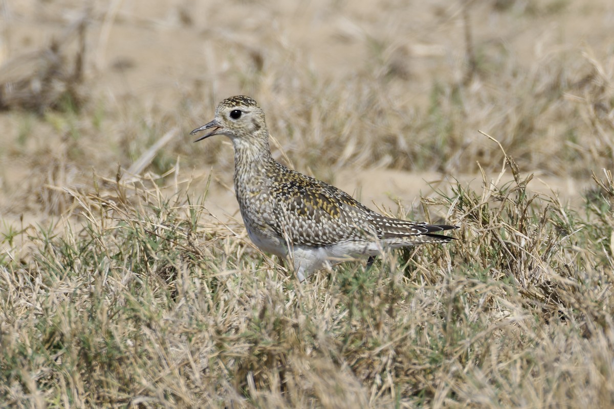 Сивка звичайна - ML645377857