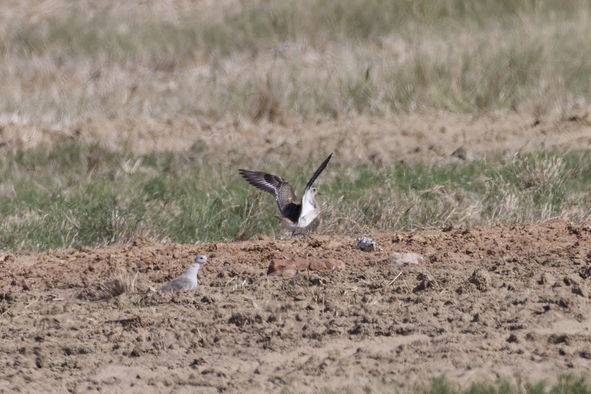 Сивка звичайна - ML645377858