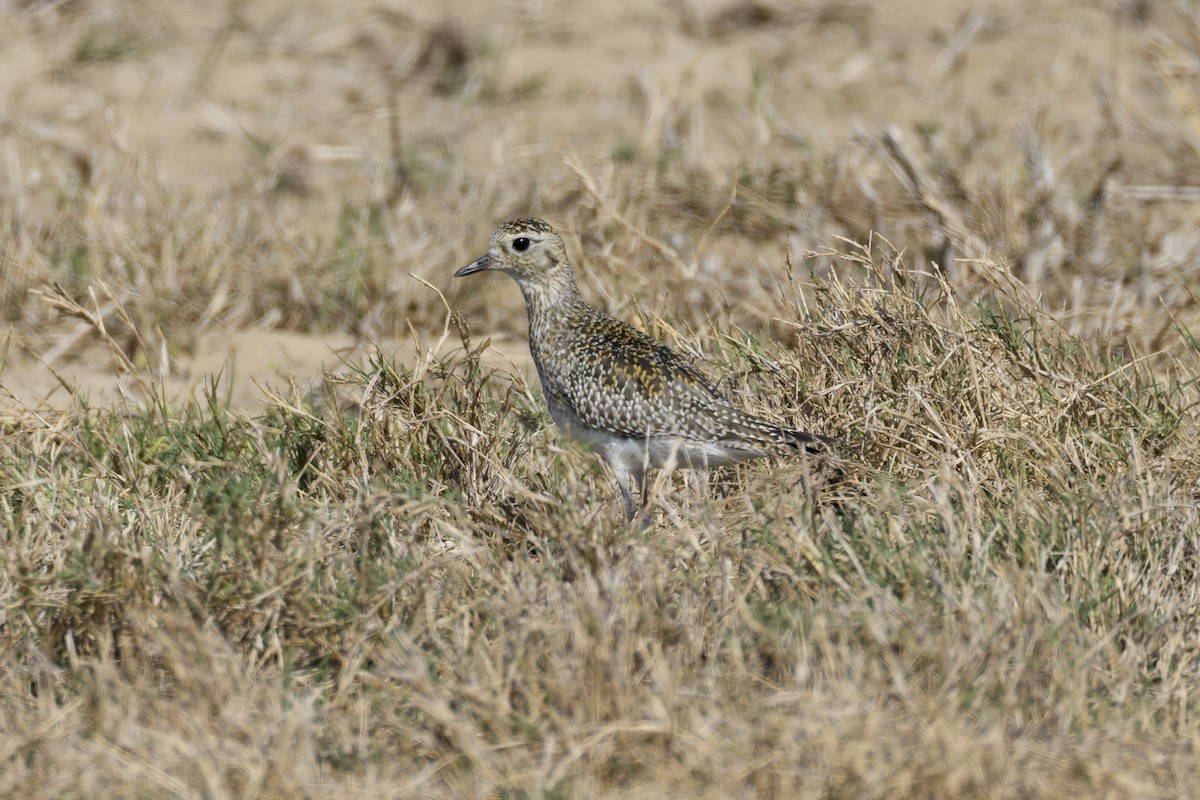 Сивка звичайна - ML645377859