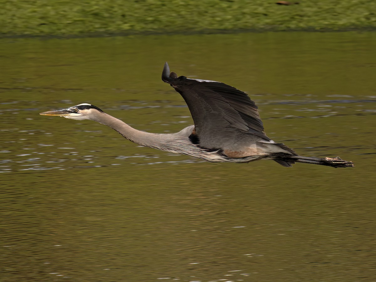 Great Blue Heron - ML645377860