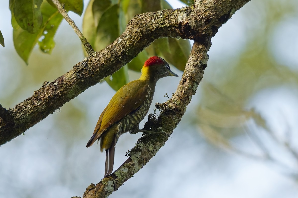 Gelbhaubenspecht - ML645377861