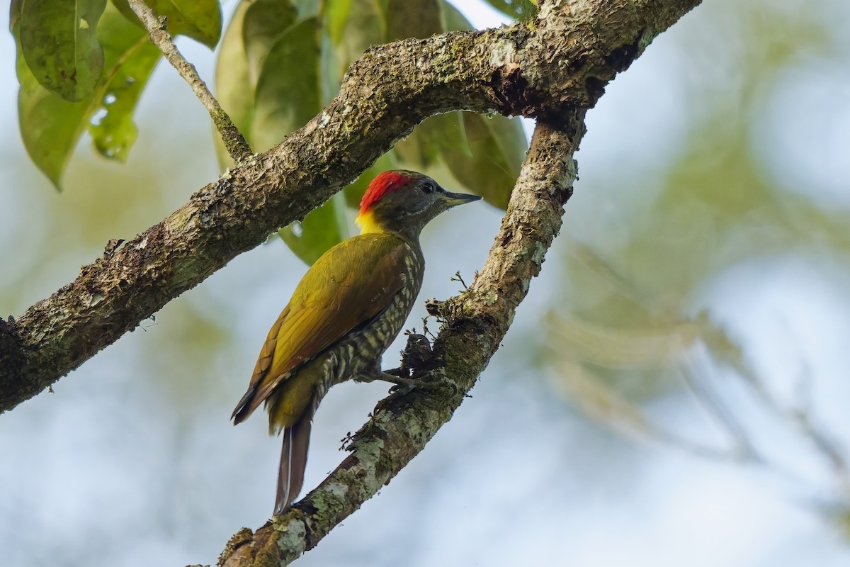 Gelbhaubenspecht - ML645377863