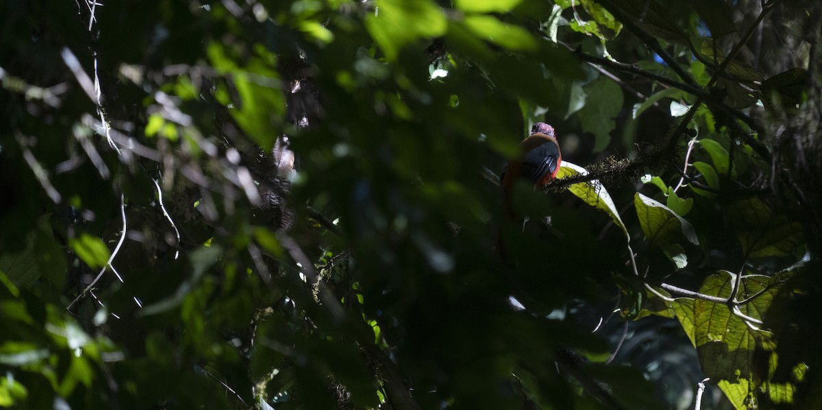 ズアカキヌバネドリ - ML645377866