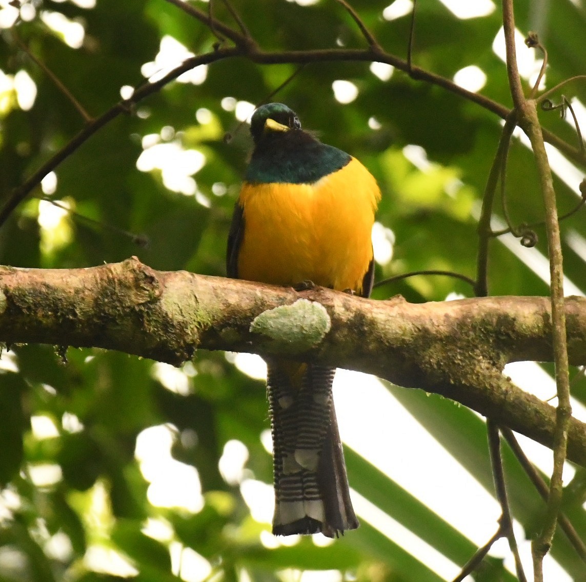 Atlantic Black-throated Trogon (Southern) - ML645377868