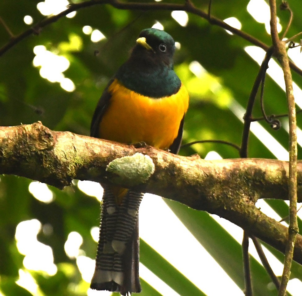 Atlantic Black-throated Trogon (Southern) - ML645377879
