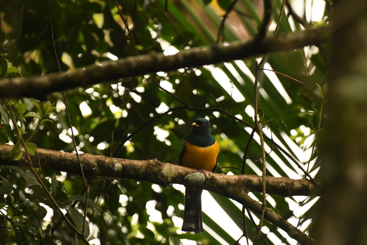 Atlantic Black-throated Trogon (Southern) - ML645377882