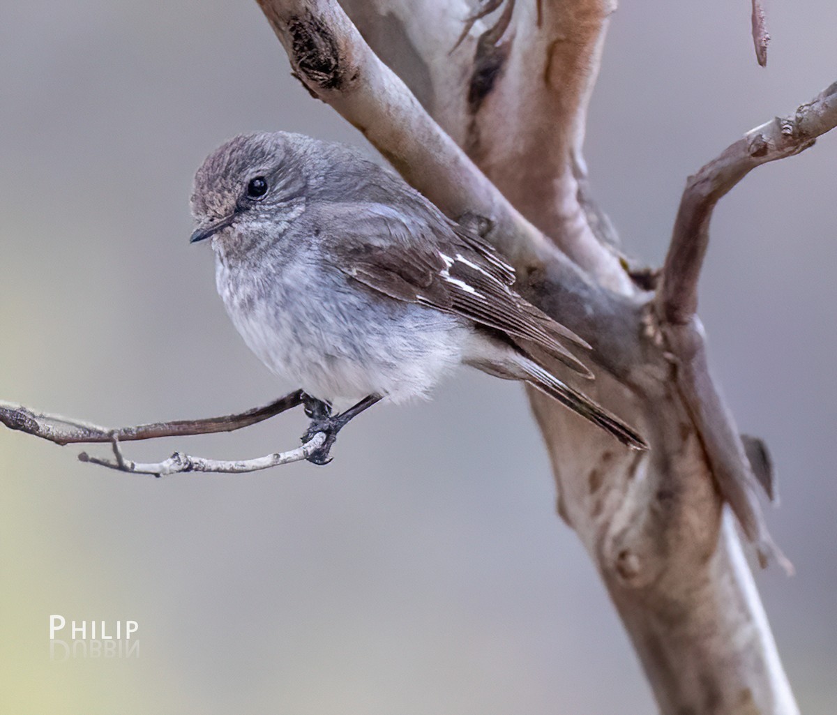 Пегая дриада - ML645377890