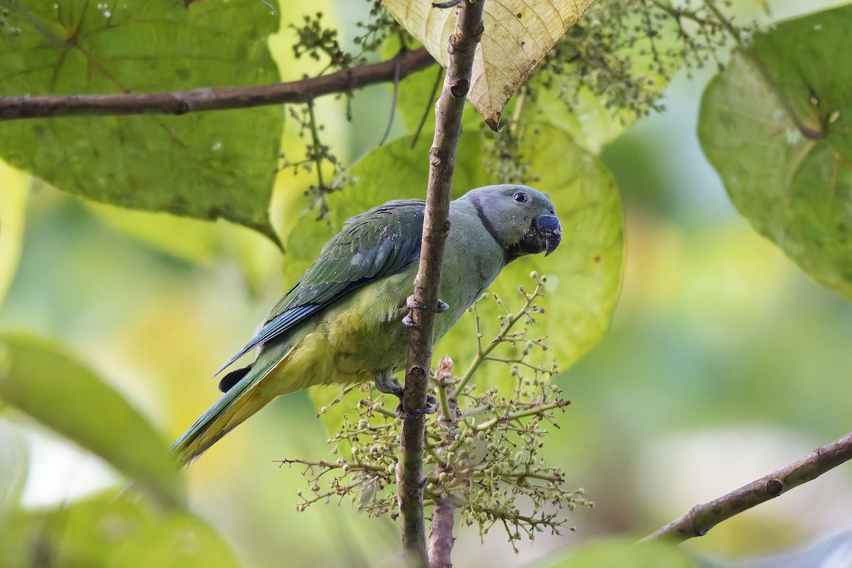 Malabar Parakeet - ML645377891