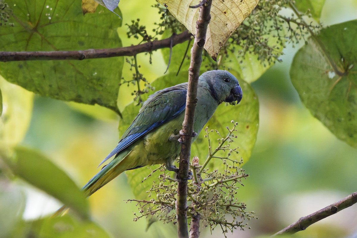 Malabar Parakeet - ML645377892