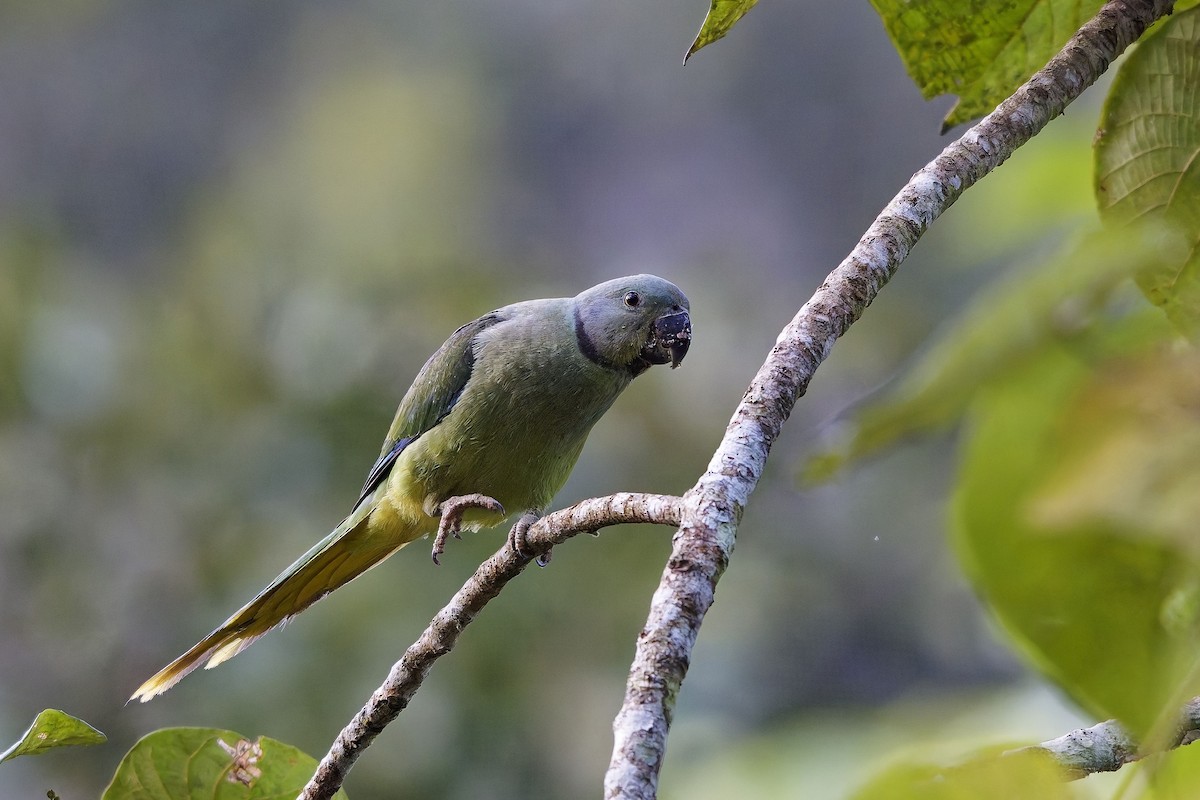 Malabar Parakeet - ML645377893