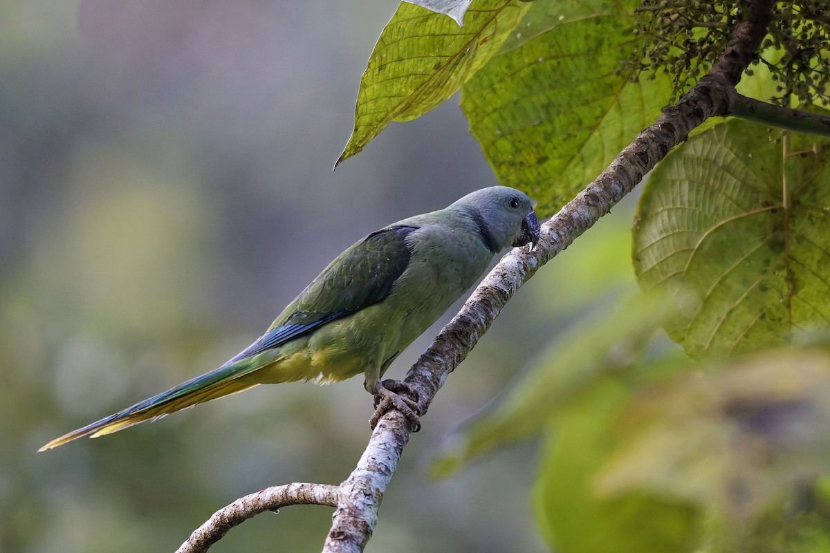 Malabar Parakeet - ML645377894