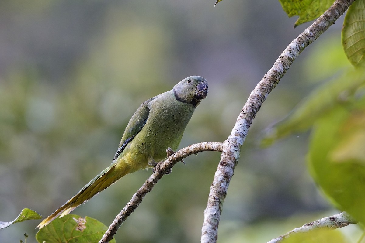 Malabar Parakeet - ML645377895