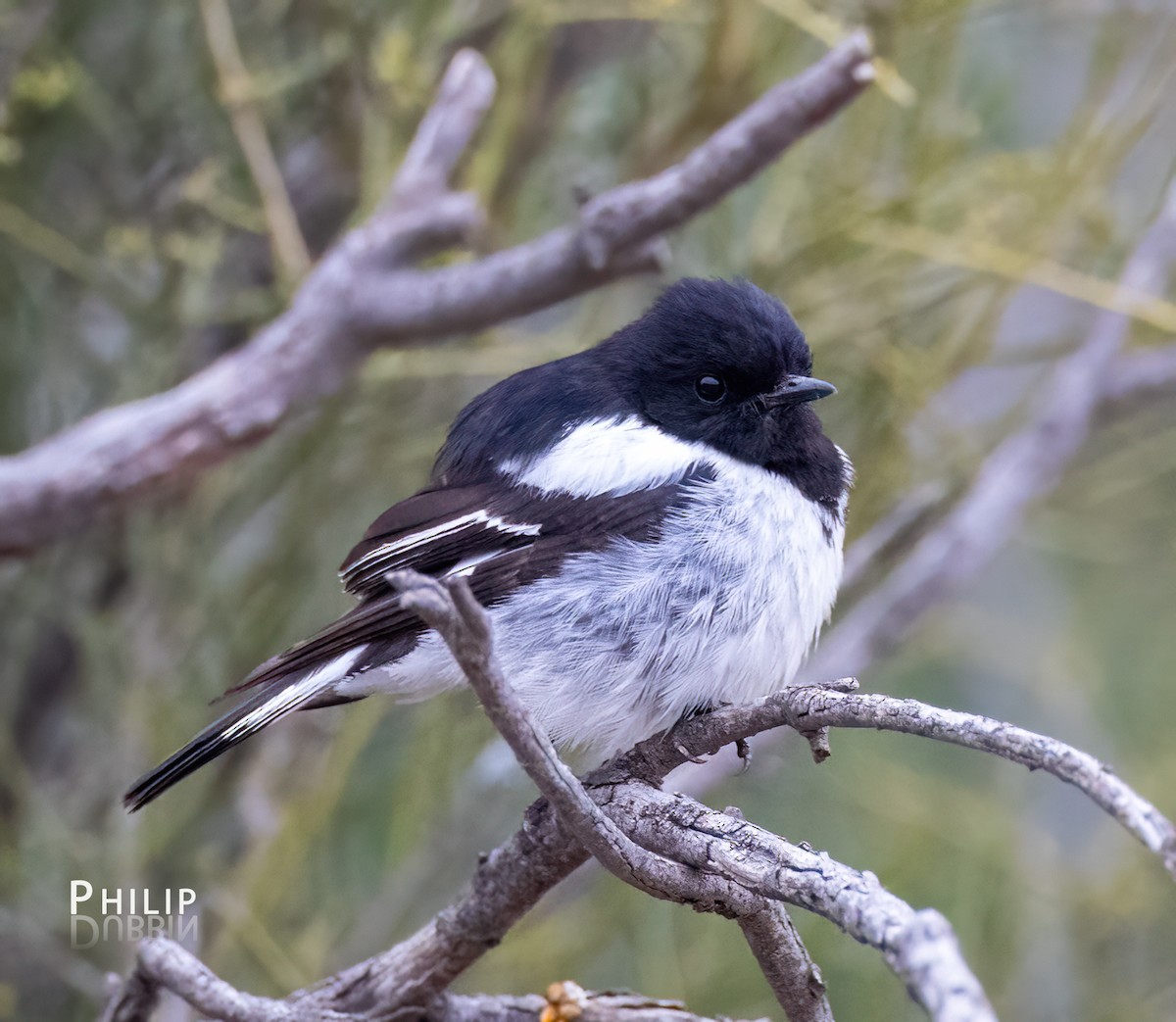 Пегая дриада - ML645377900