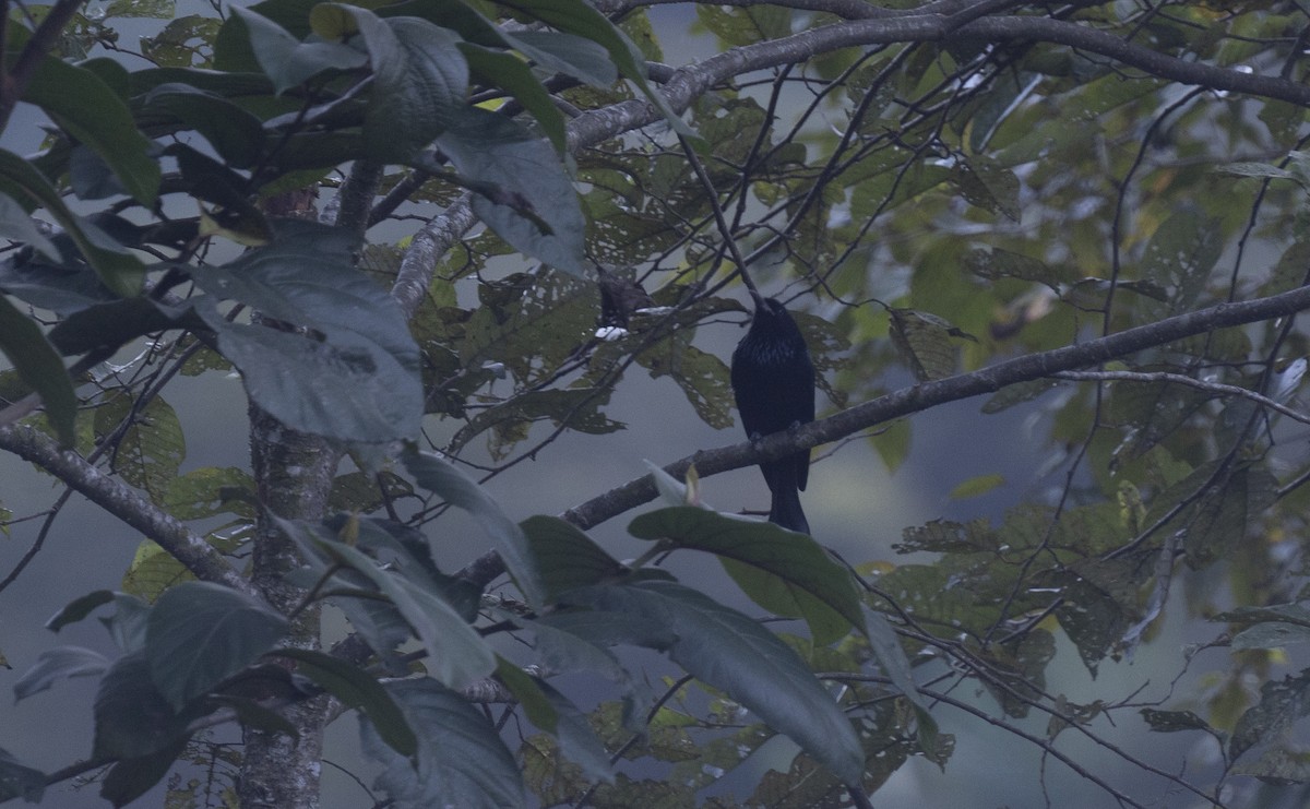 Hair-crested Drongo - ML645377901