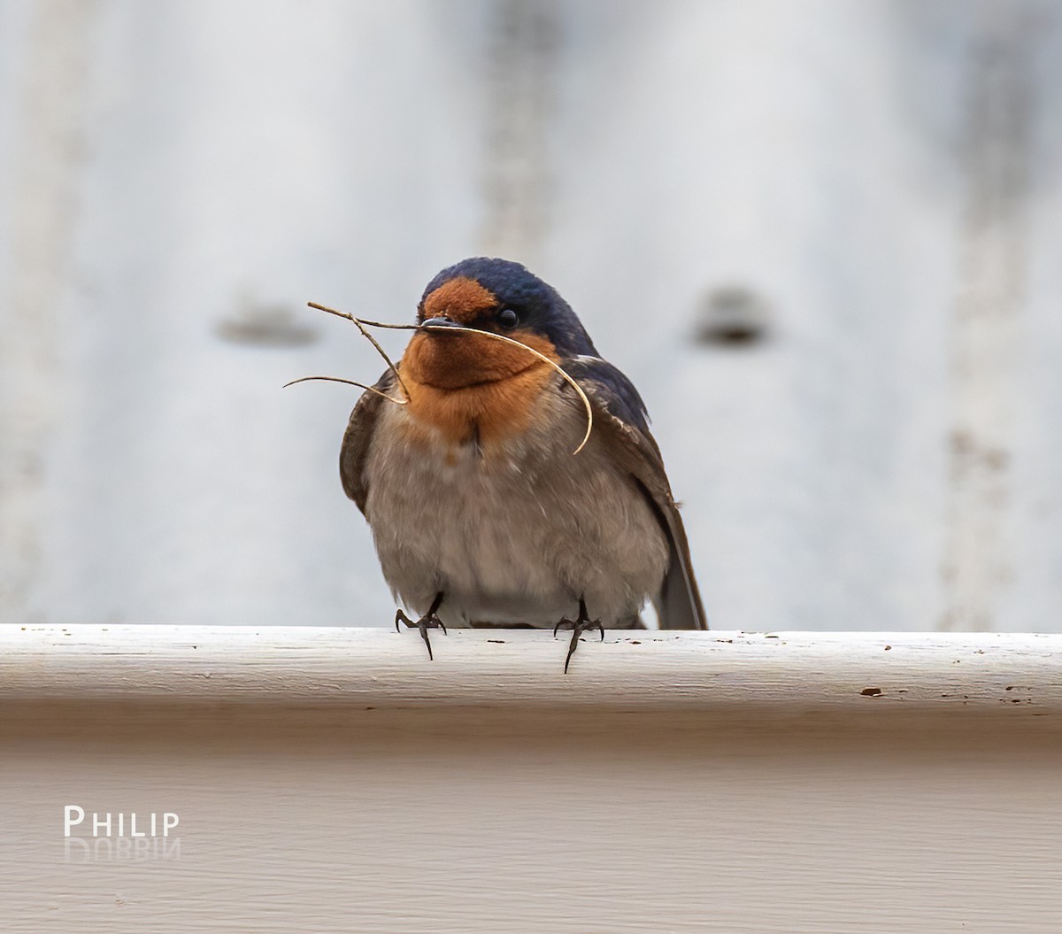 Welcome Swallow - ML645377903