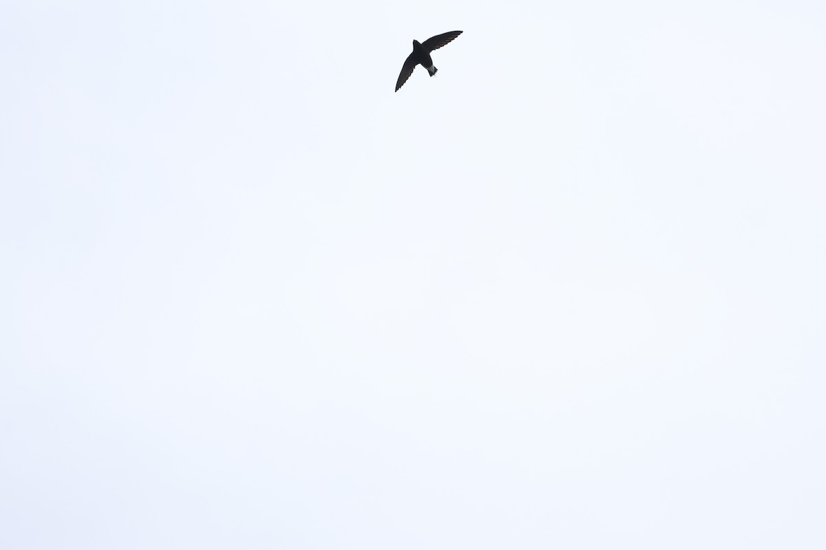 Brown-backed Needletail - ML645377906