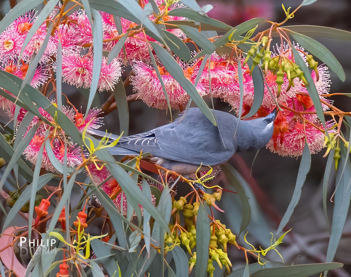 White-browed Woodswallow - ML645377907