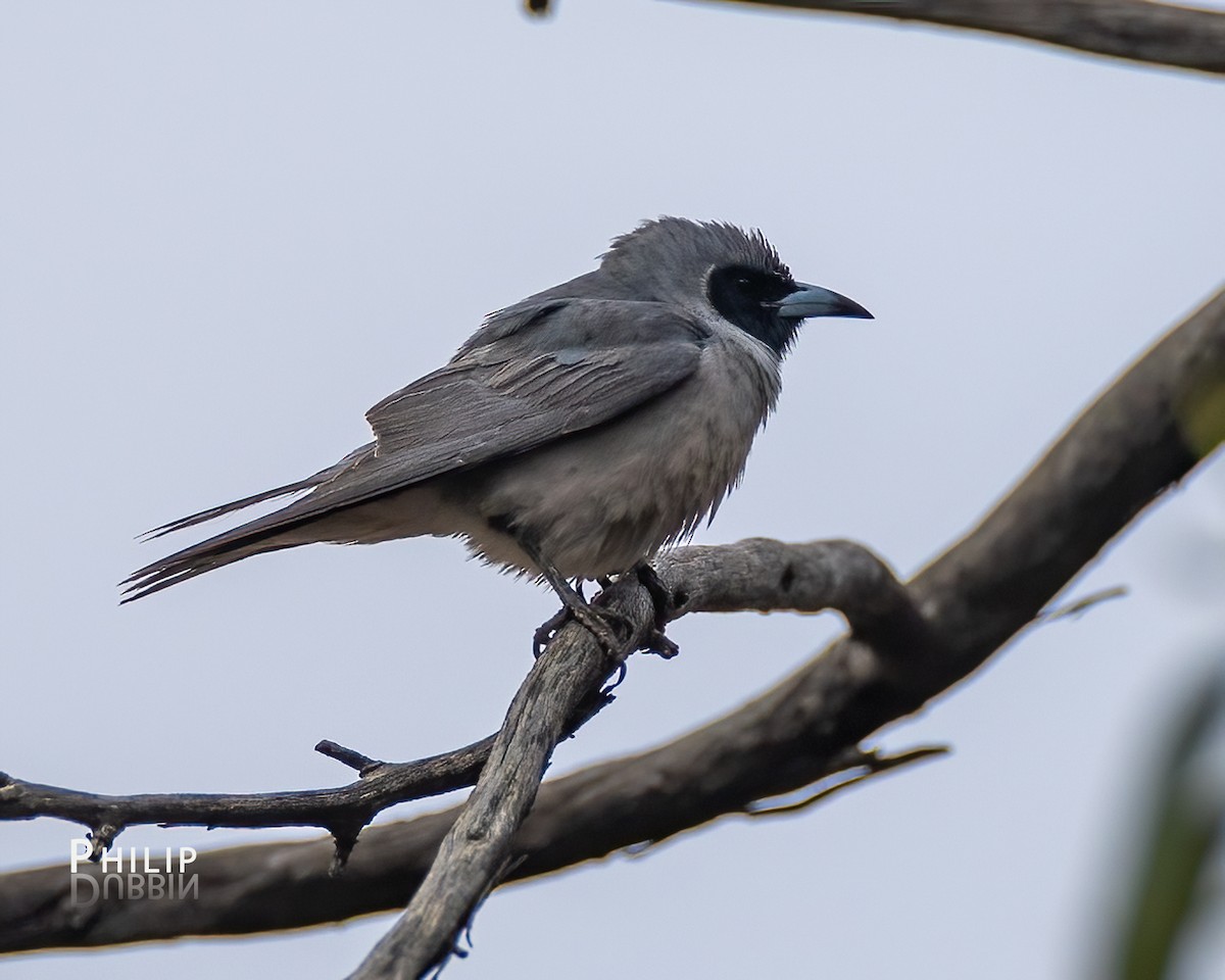 Masked Woodswallow - ML645377912
