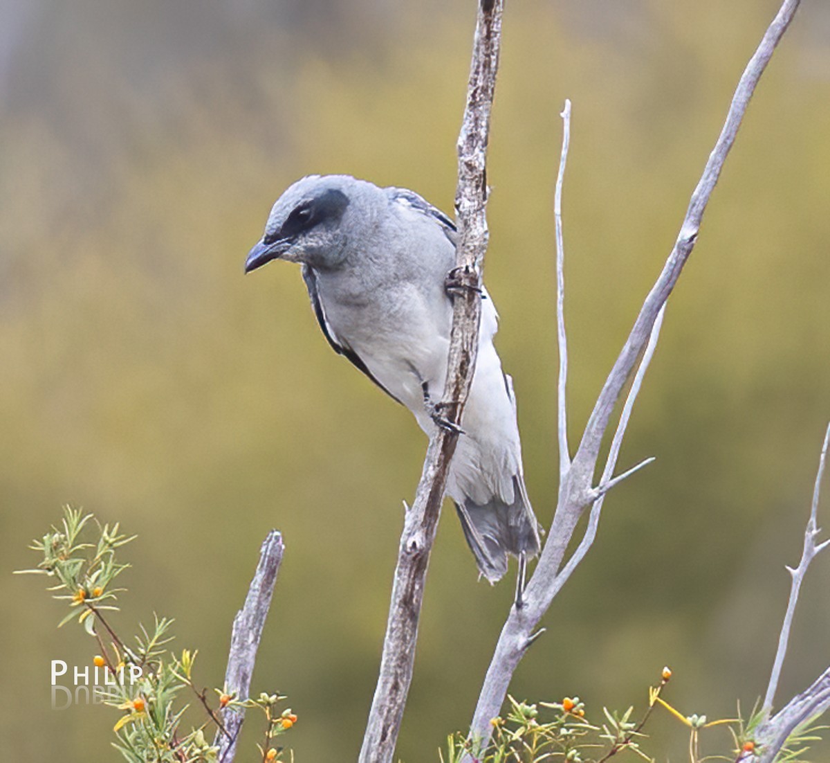 Black-faced Cuckooshrike - ML645377914