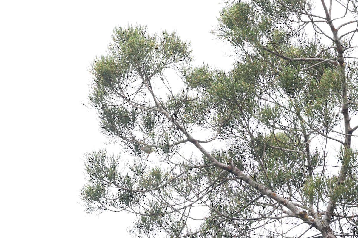 Dark-necked Tailorbird - ML645377916