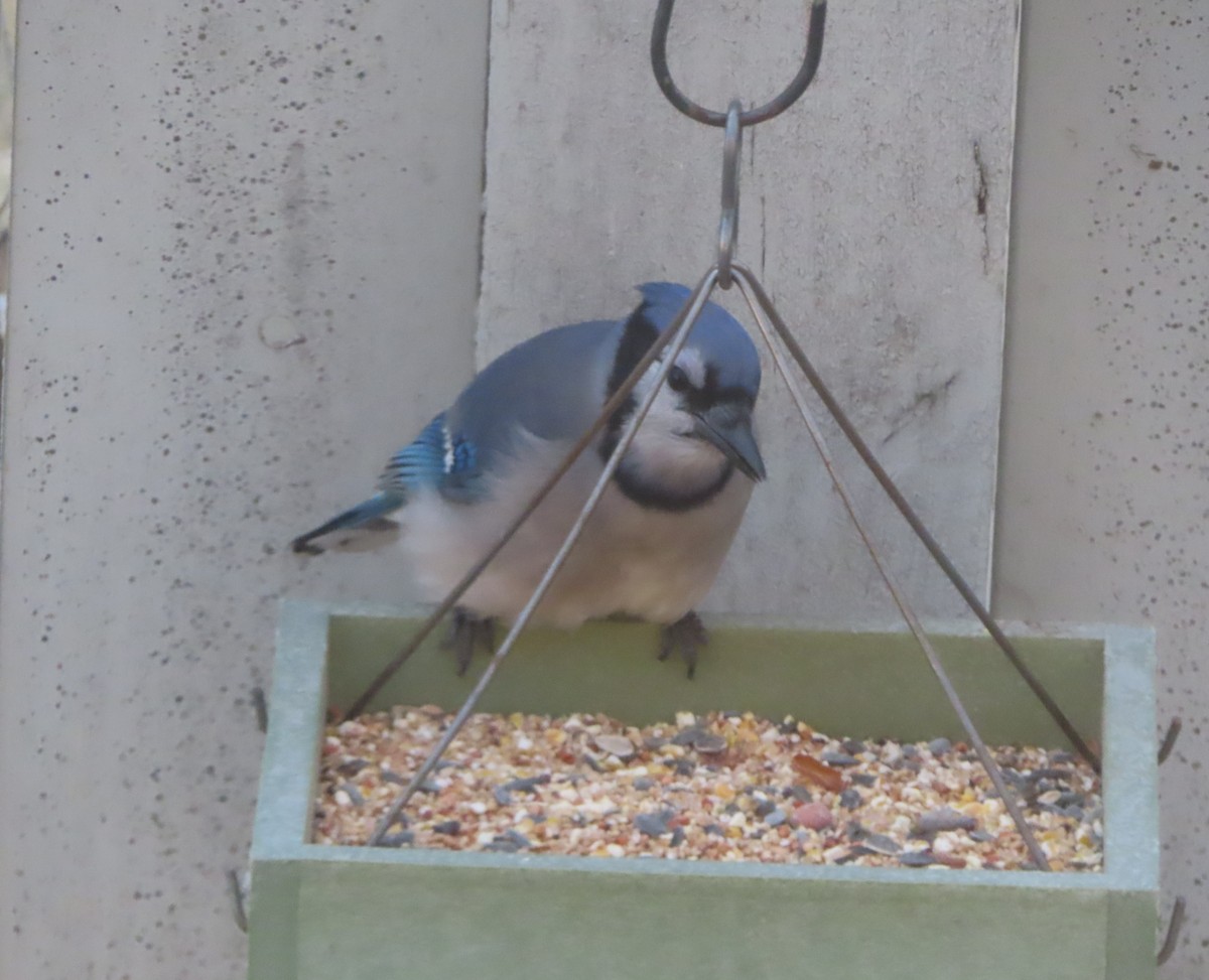 Blue Jay - ML645377917