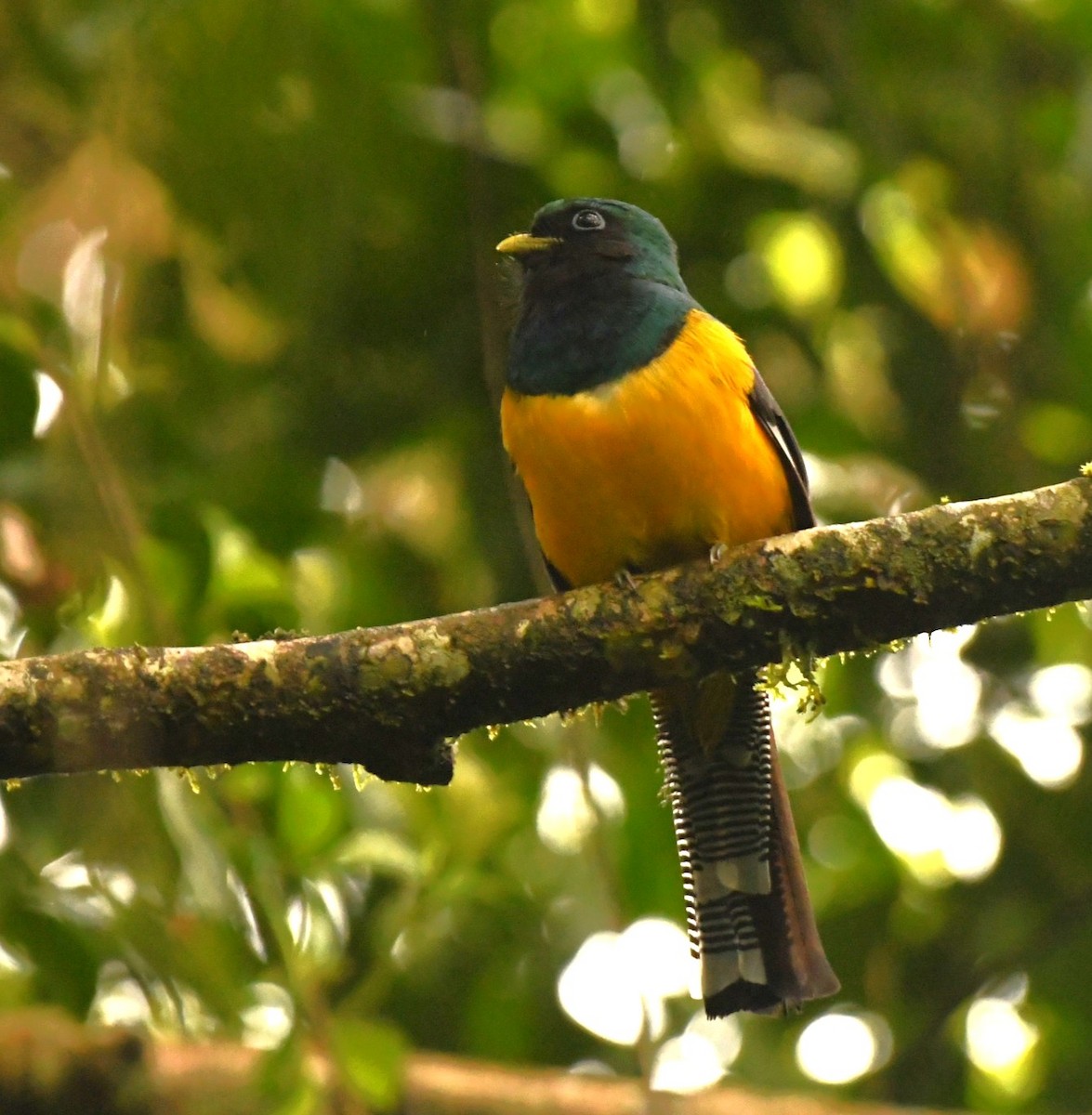 Atlantic Black-throated Trogon (Southern) - ML645377918