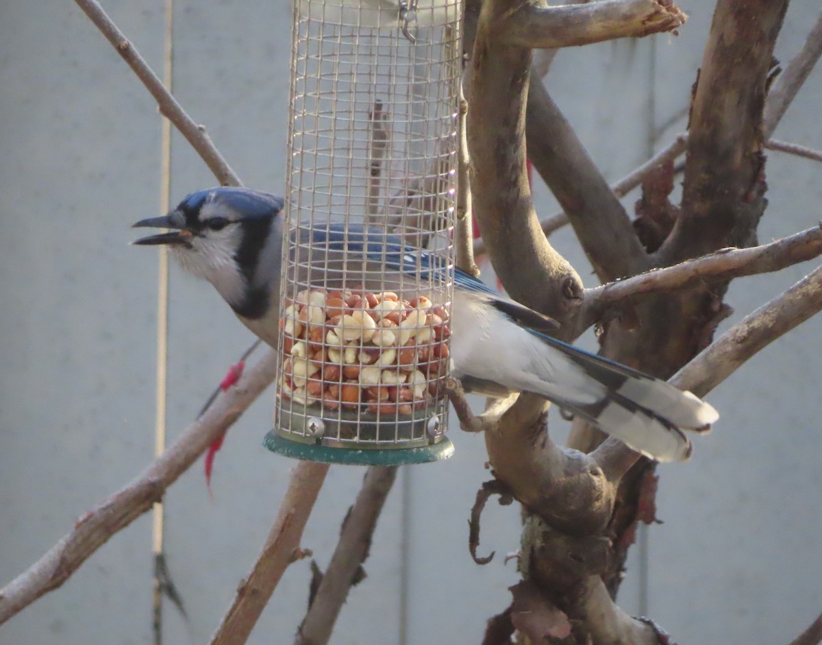 Blue Jay - ML645377922