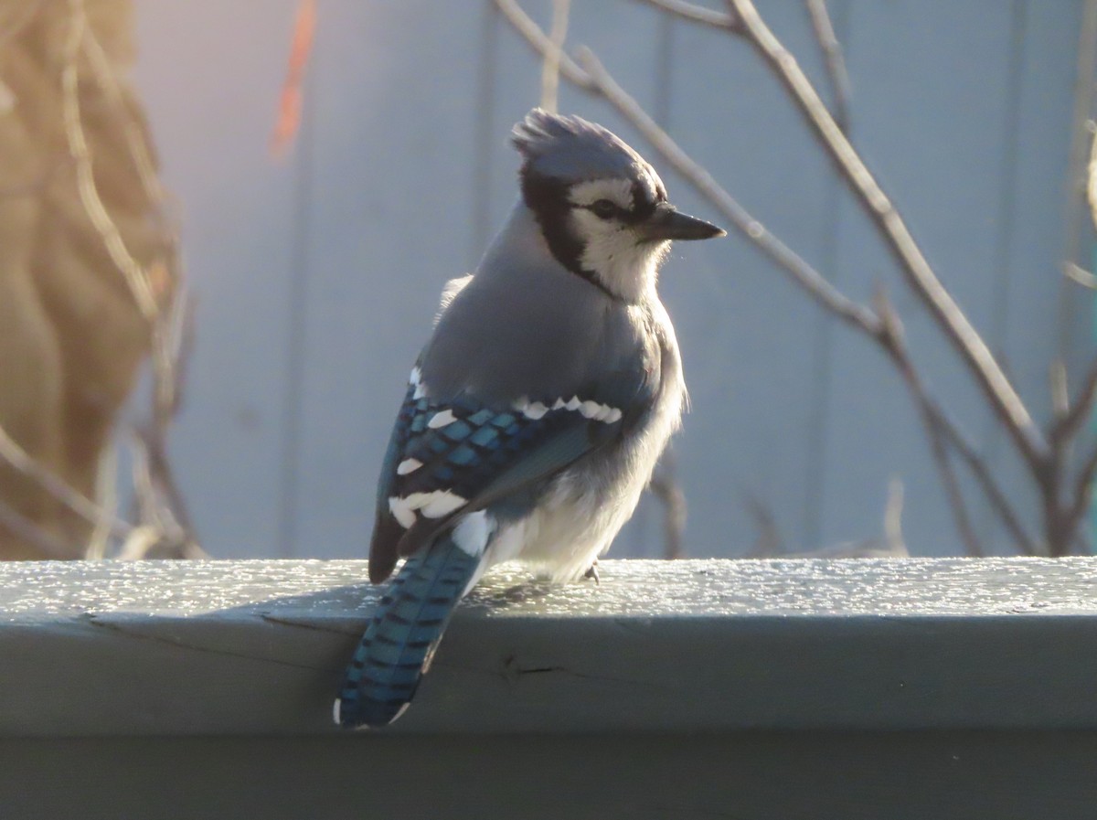 Blue Jay - ML645377932