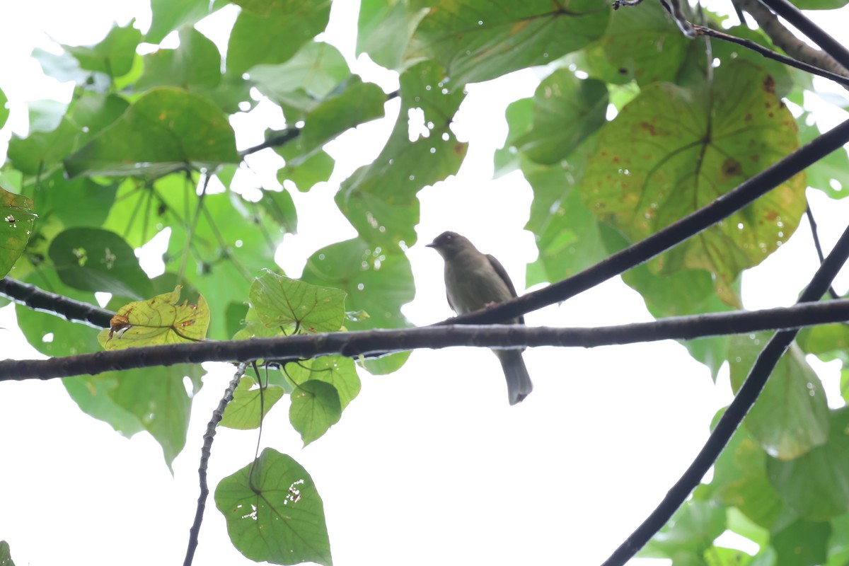 Red-eyed Bulbul - ML645377933