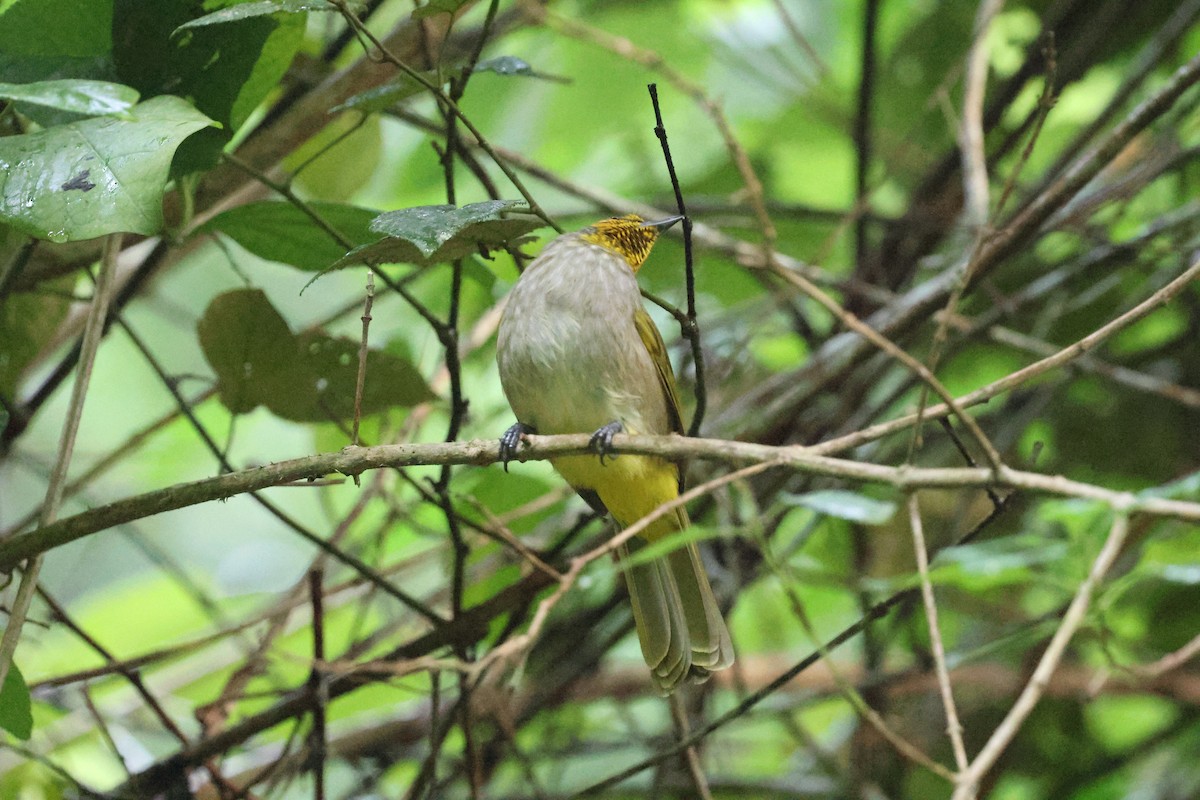 Stripe-throated Bulbul - ML645377934
