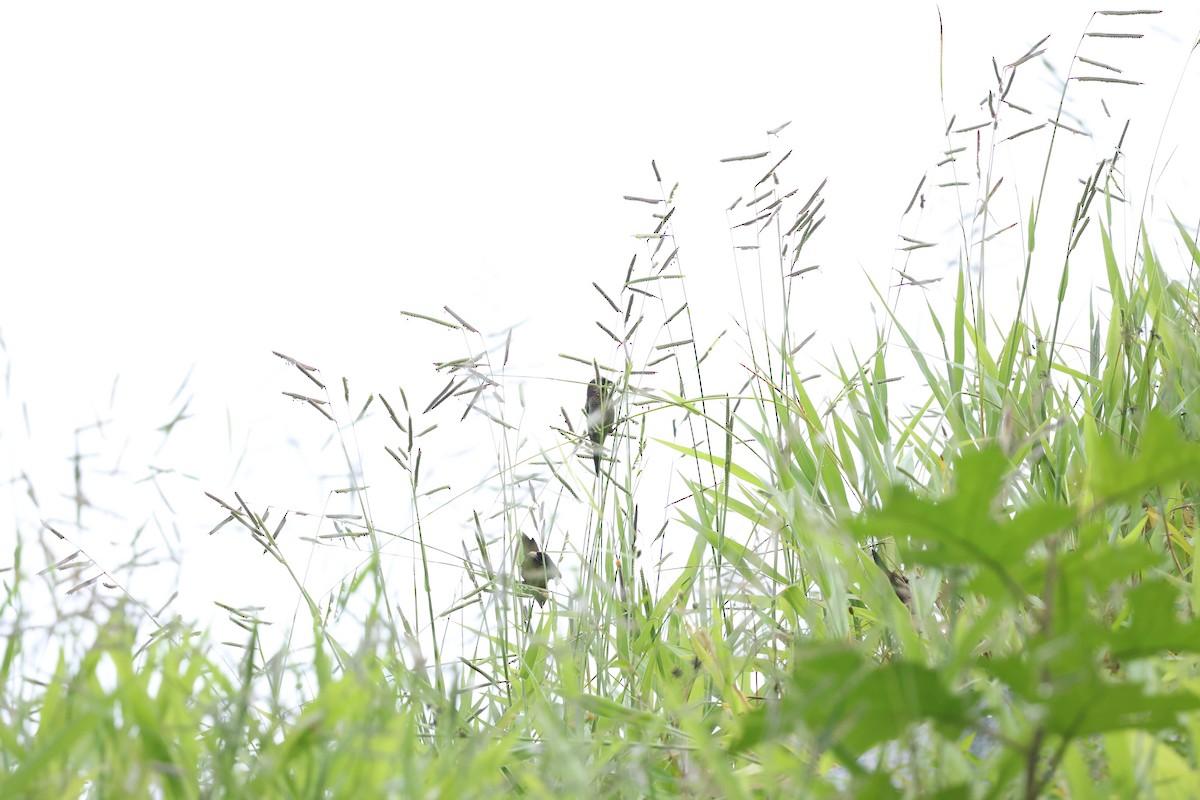 White-rumped Munia - ML645377936