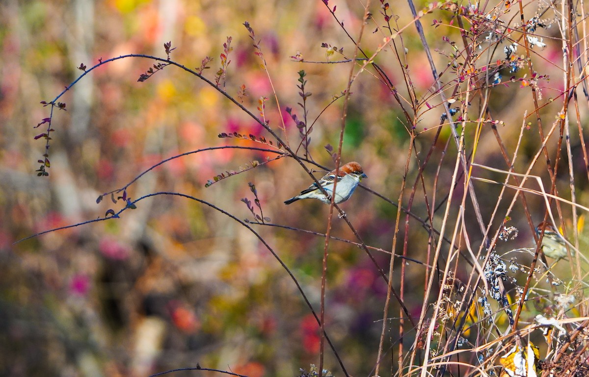 Russet Sparrow - ML645377941