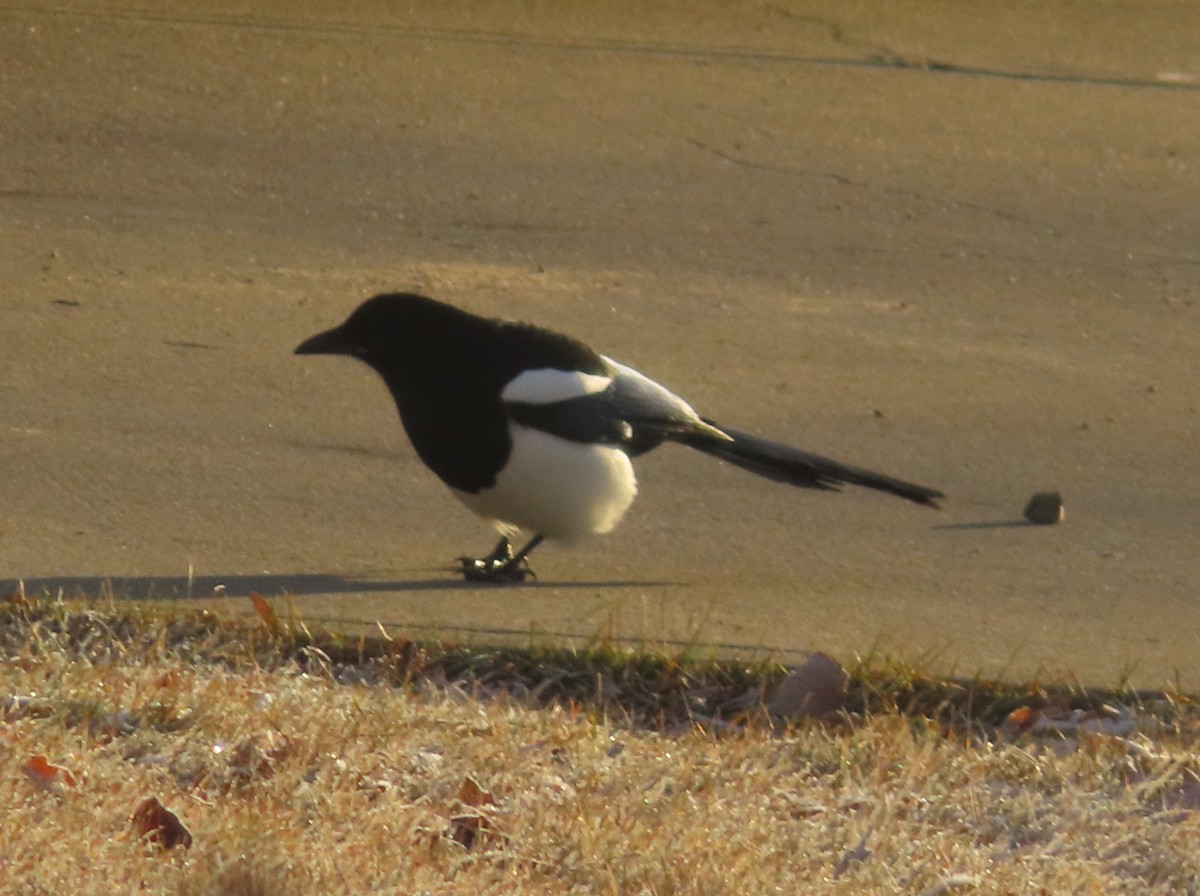 Black-billed Magpie - ML645377944