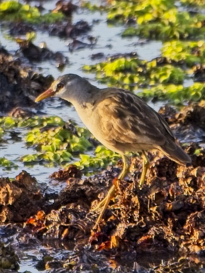 White-browed Crake - ML645377945