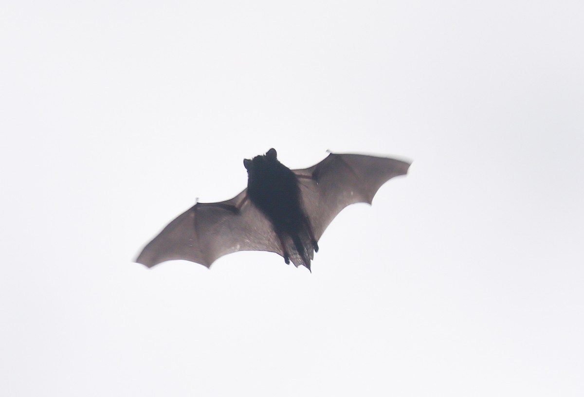 Animals - ML645377965