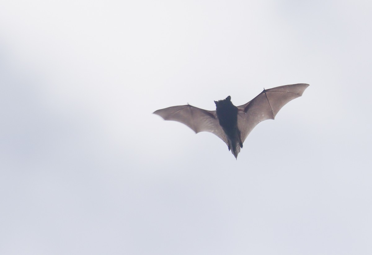 Animals - ML645377967