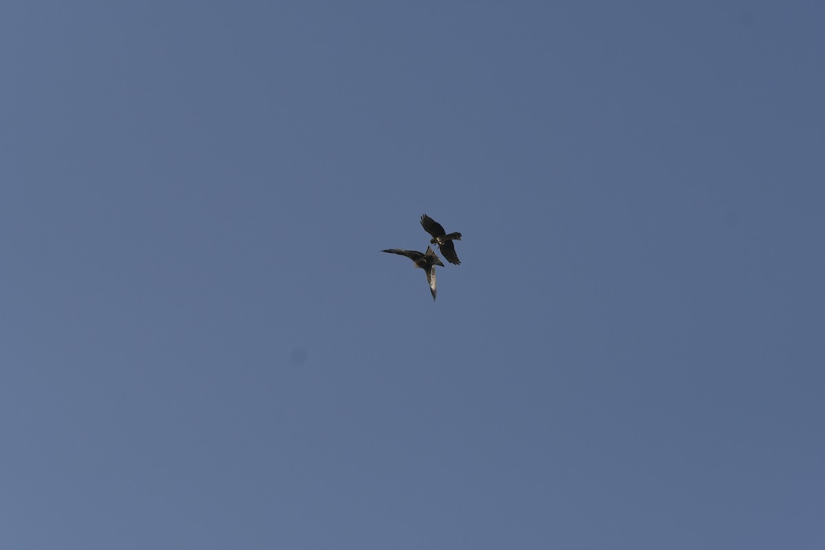 Mirotz lepazuria - ML645377971