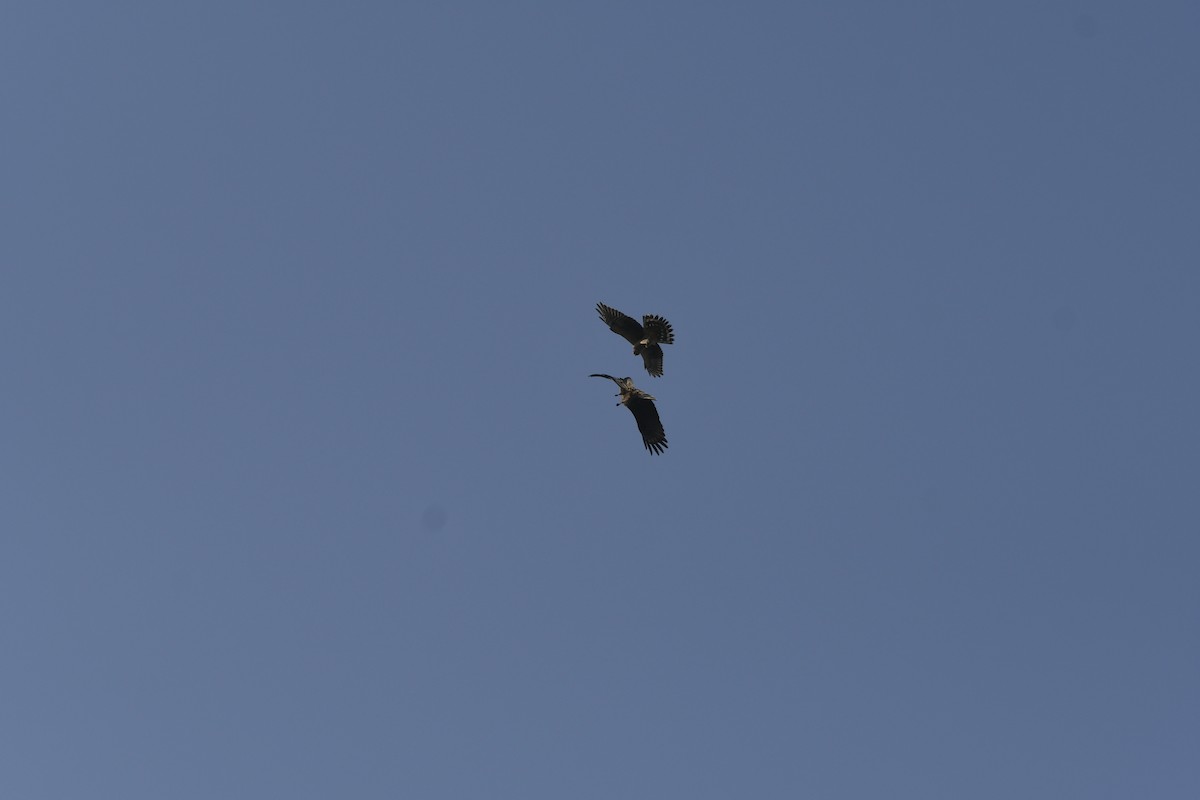 Mirotz lepazuria - ML645377973