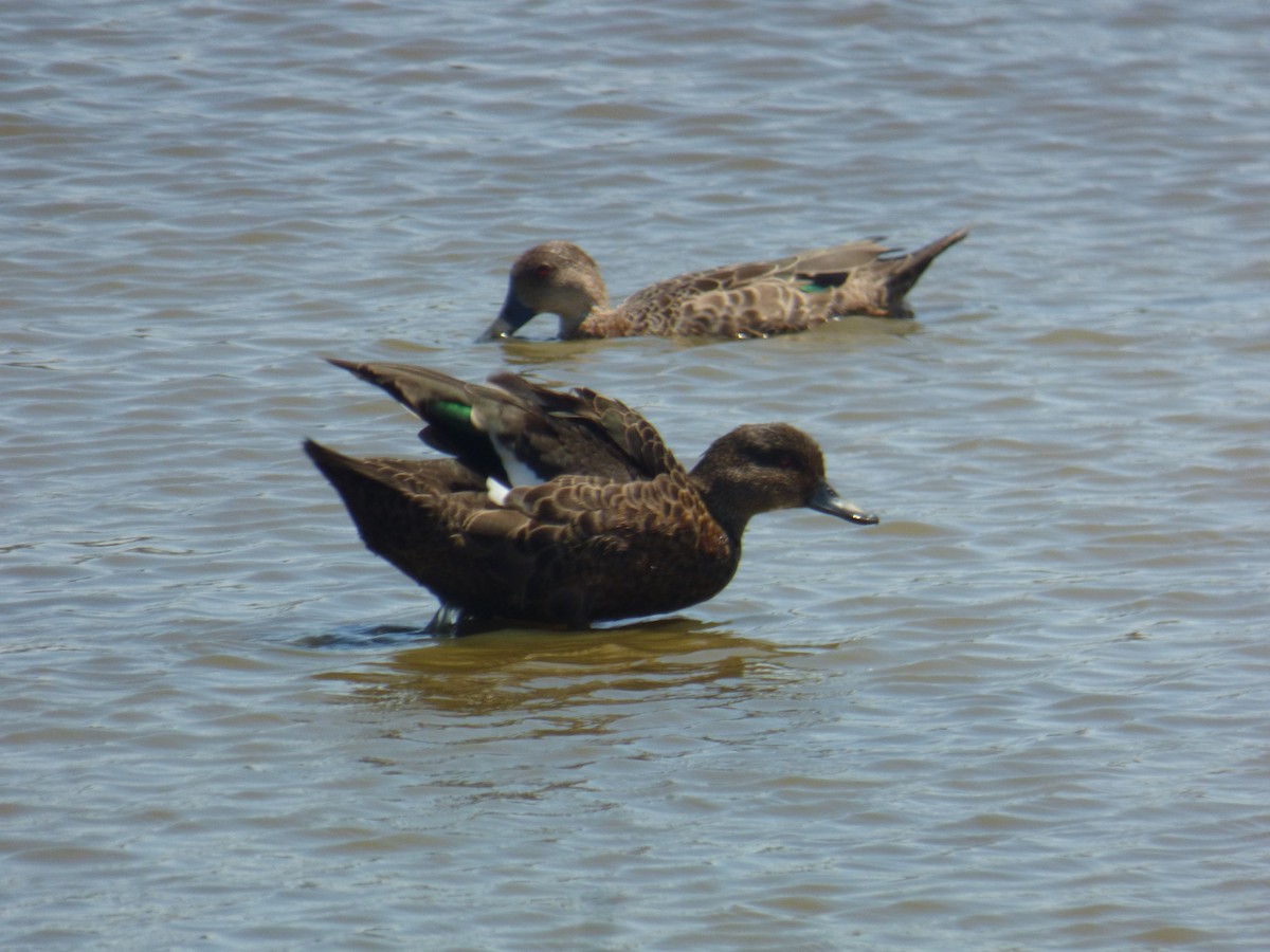 Chestnut Teal - ML645377975