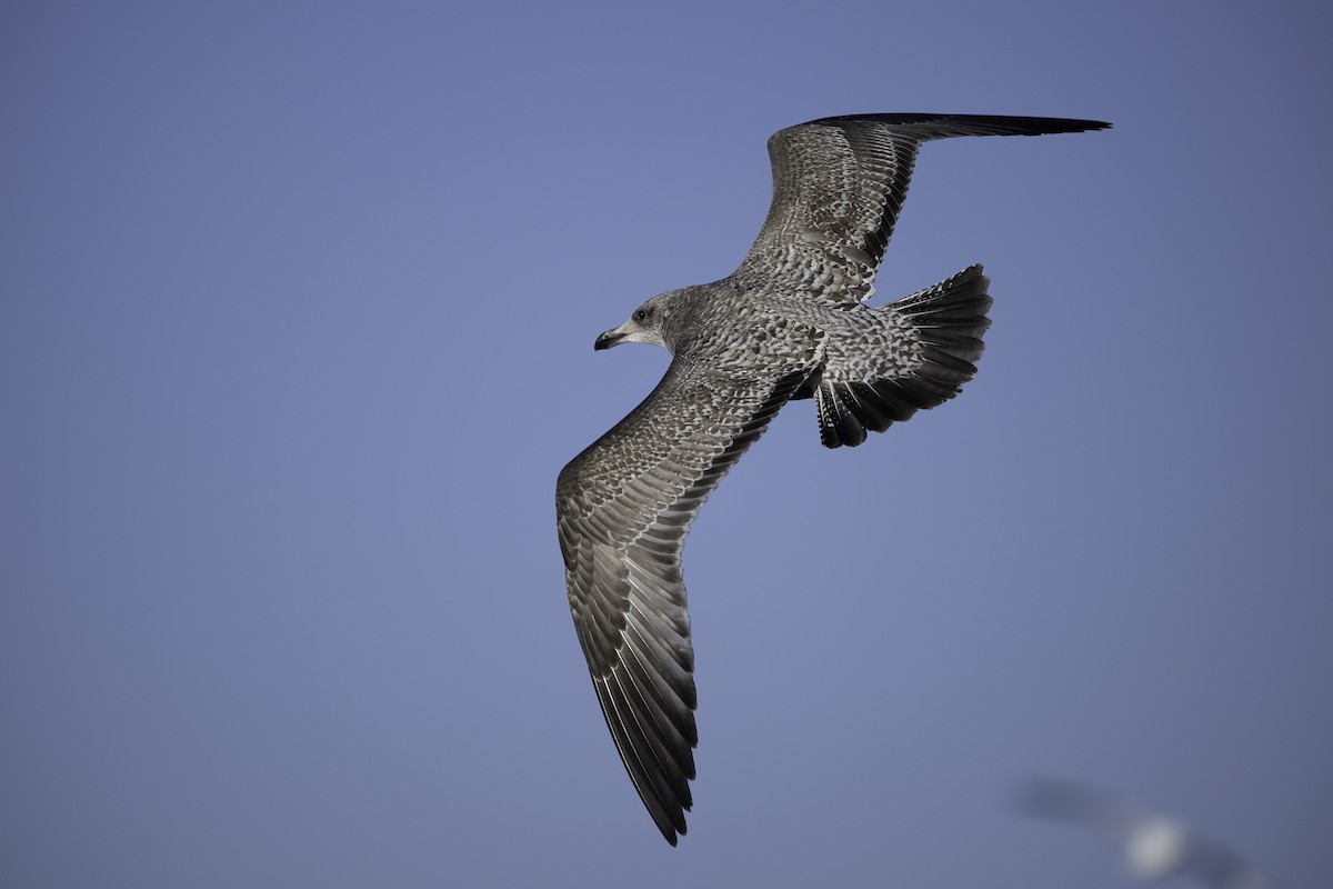 American Herring Gull - ML645377979