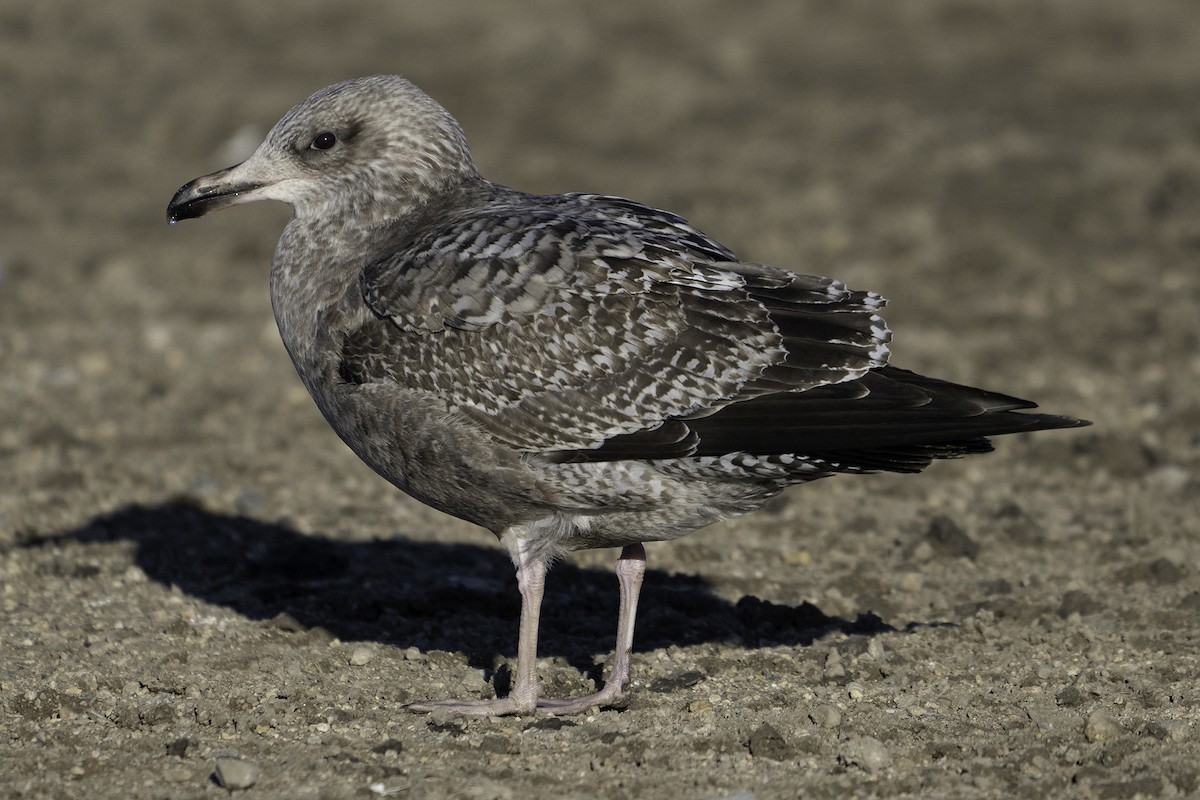 American Herring Gull - ML645377981