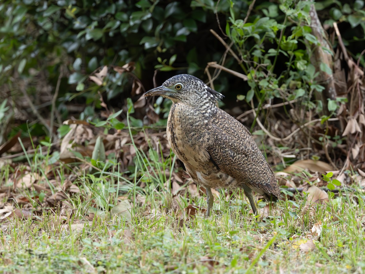 Malayan Night Heron - ML645377982