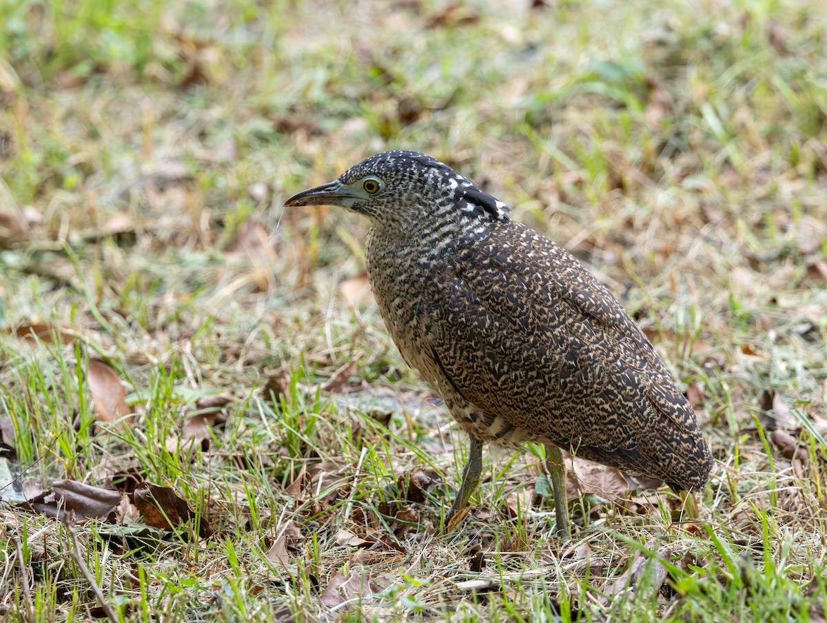 duskdverghegre - ML645377983